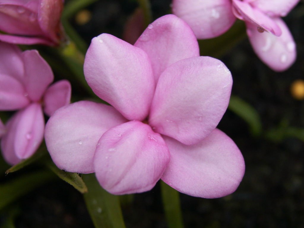 Rhodohypoxis 'Top Souvenir'